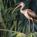 White Ibis