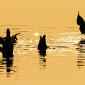 Dancing Ducks