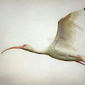Ibis in flight
