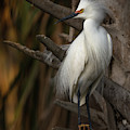 Snowy Egret